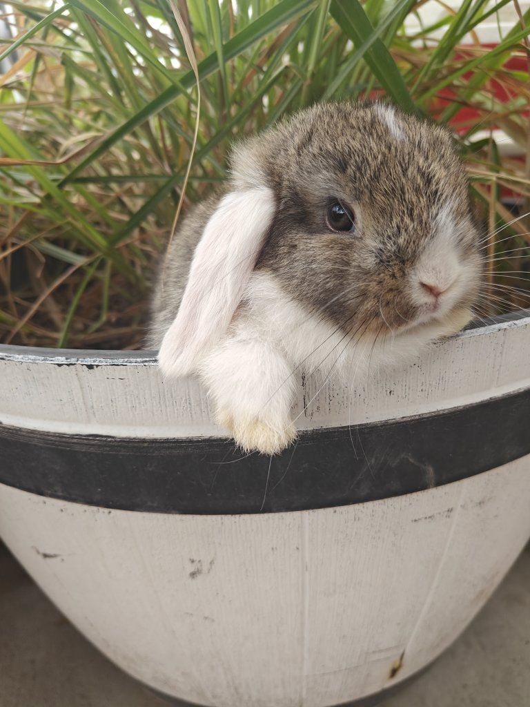 Purebred Holland Lop Bunnies – Pedigreed