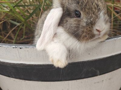 Purebred Holland Lop Bunnies – Pedigreed