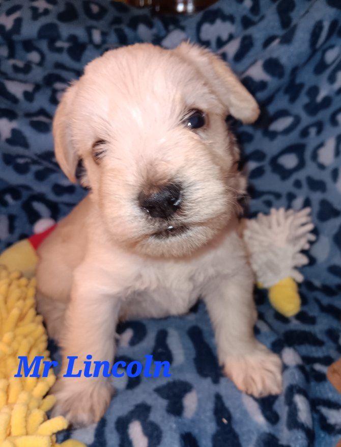 Miniature Schnauzer Lincoln