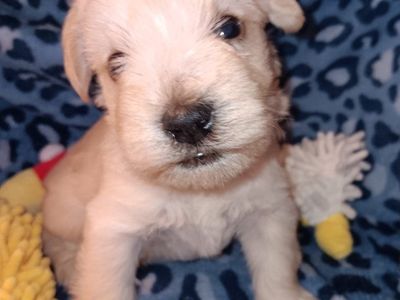 Miniature Schnauzer Lincoln