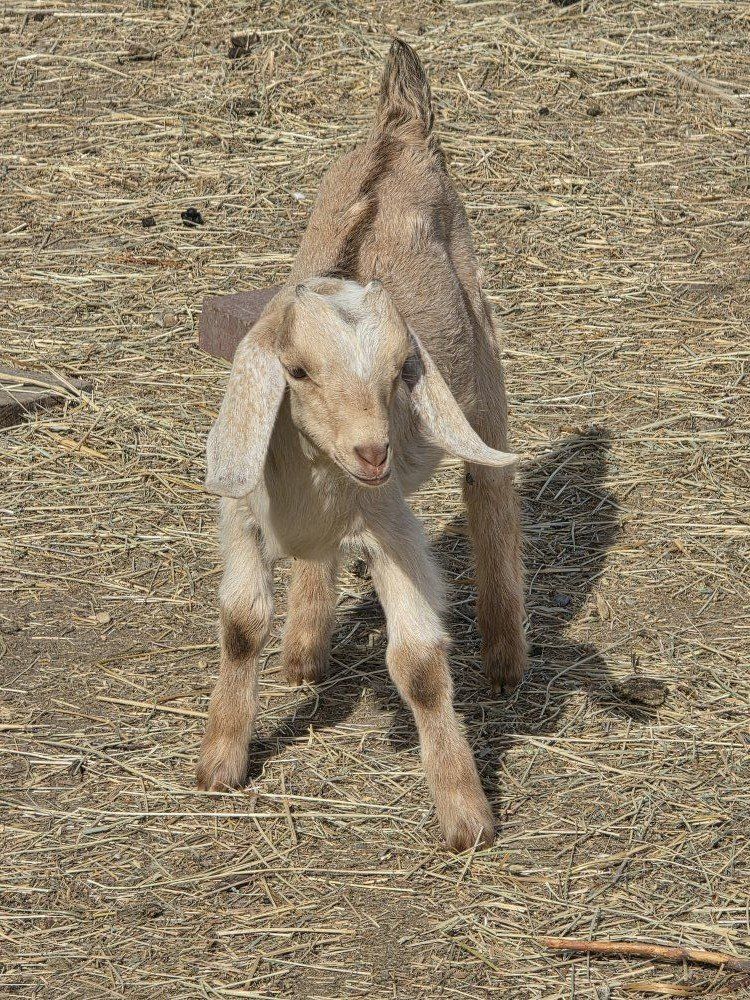 nubian doeling (bottle baby)