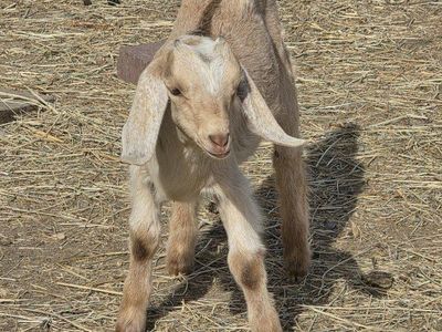 nubian doeling (bottle baby)