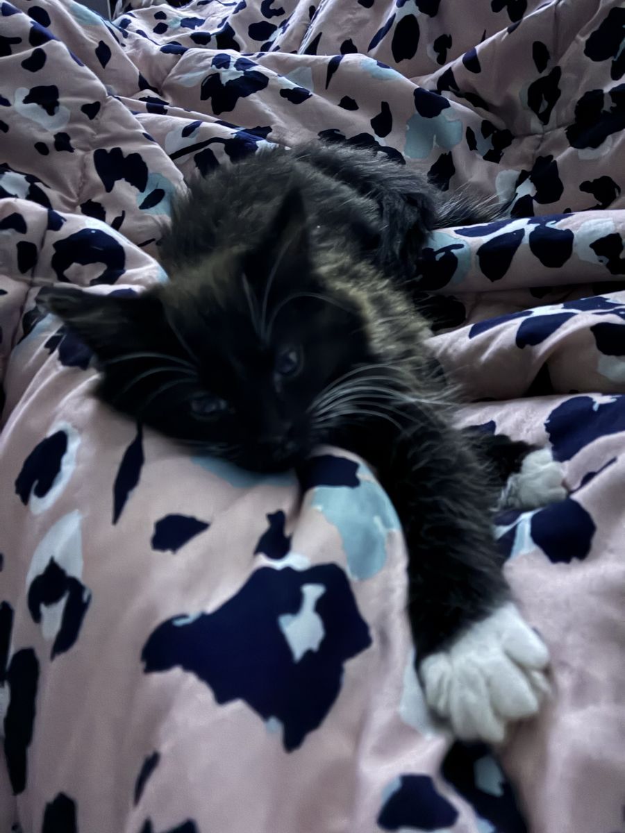 Adorable 8-Week-Old black/white Female Kitten