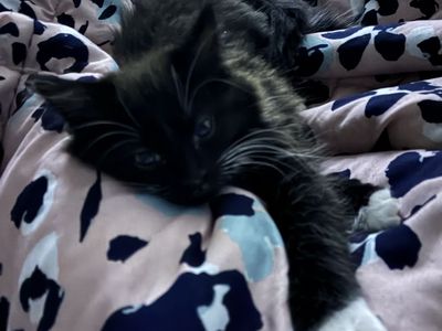 Adorable 8-Week-Old black/white Female Kitten
