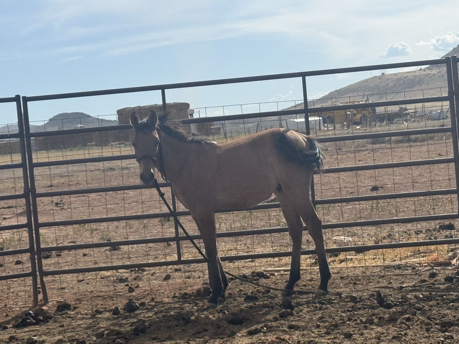 Young stud colt