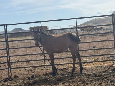 Young stud colt