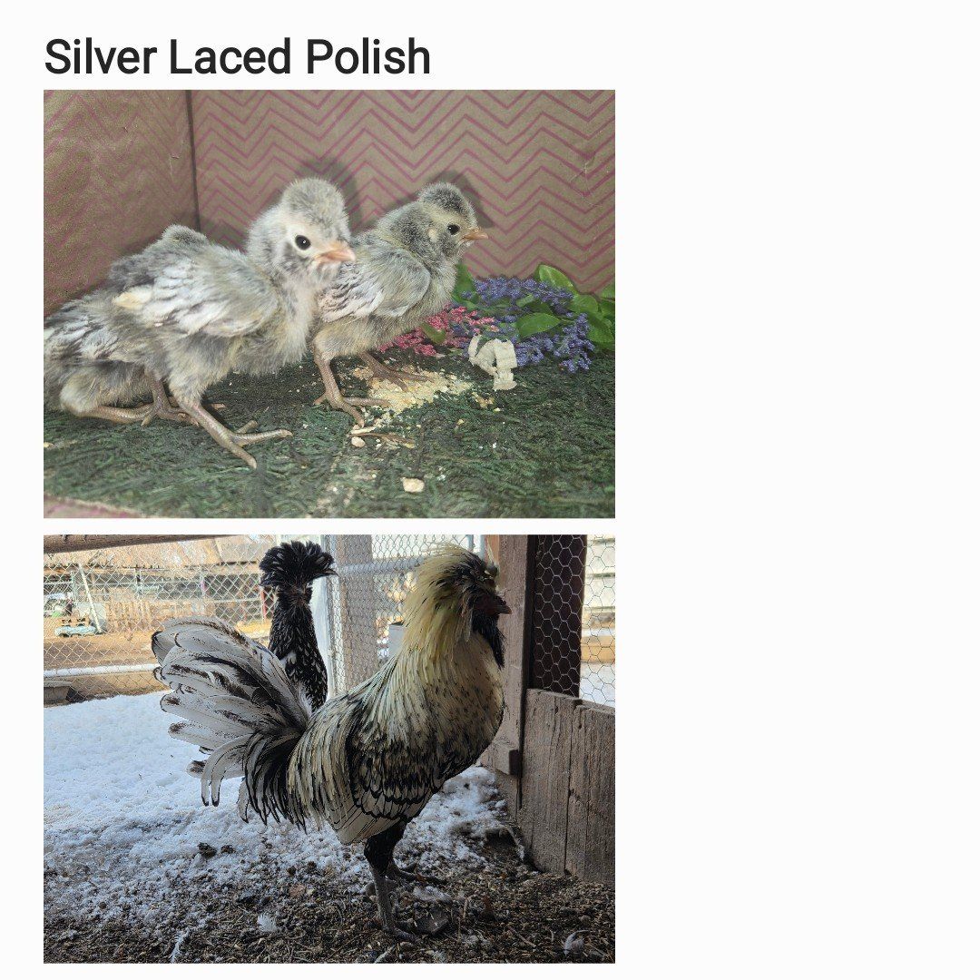 Silver Laced Polish Chicks
