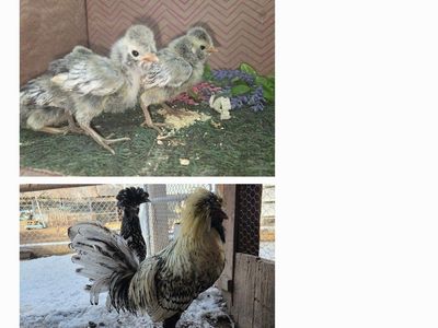Silver Laced Polish Chicks