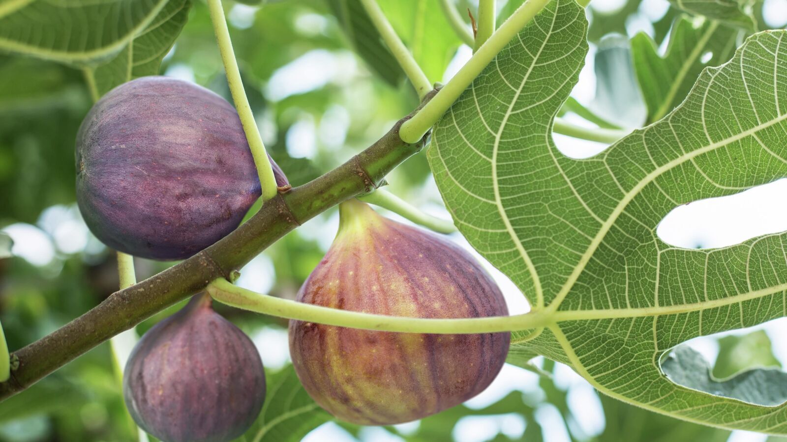 Fruit, Nut, Berry, Herb, Flower plants /trees for Sale , Harvest preserve Fruit, Berries, Grapes, herbs Workshops