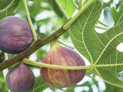 Fruit, Nut, Berry, Herb, Flower plants /trees for Sale , Harvest preserve Fruit, Berries, Grapes, herbs Workshops