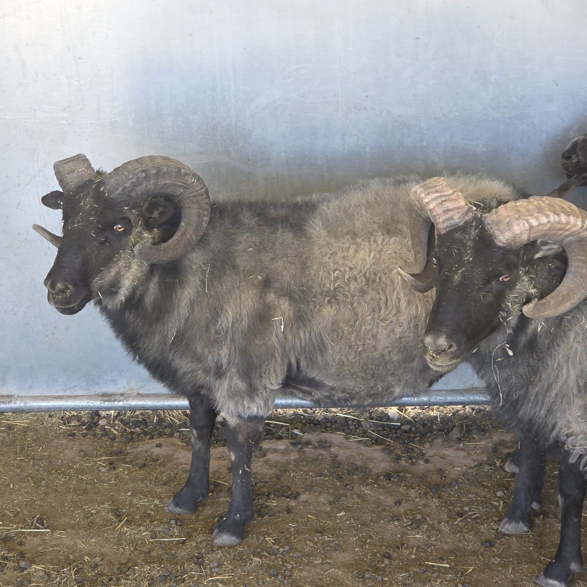 Icelandic Rams