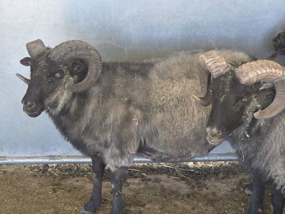 Icelandic Rams