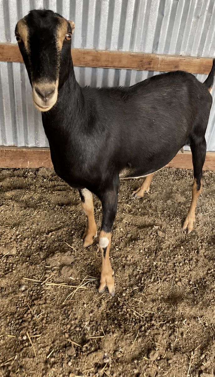 LaMancha Doe