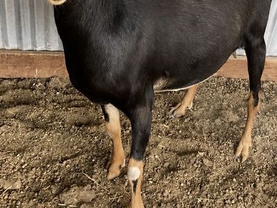 LaMancha Doe