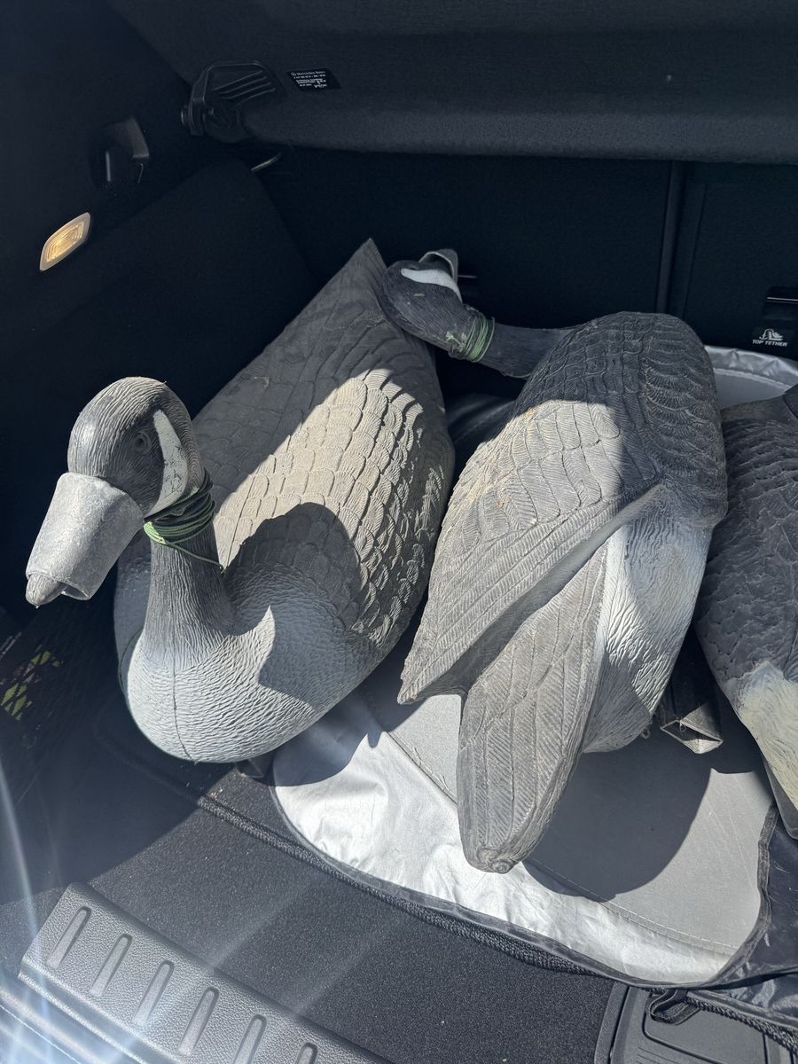 Goose Decoys