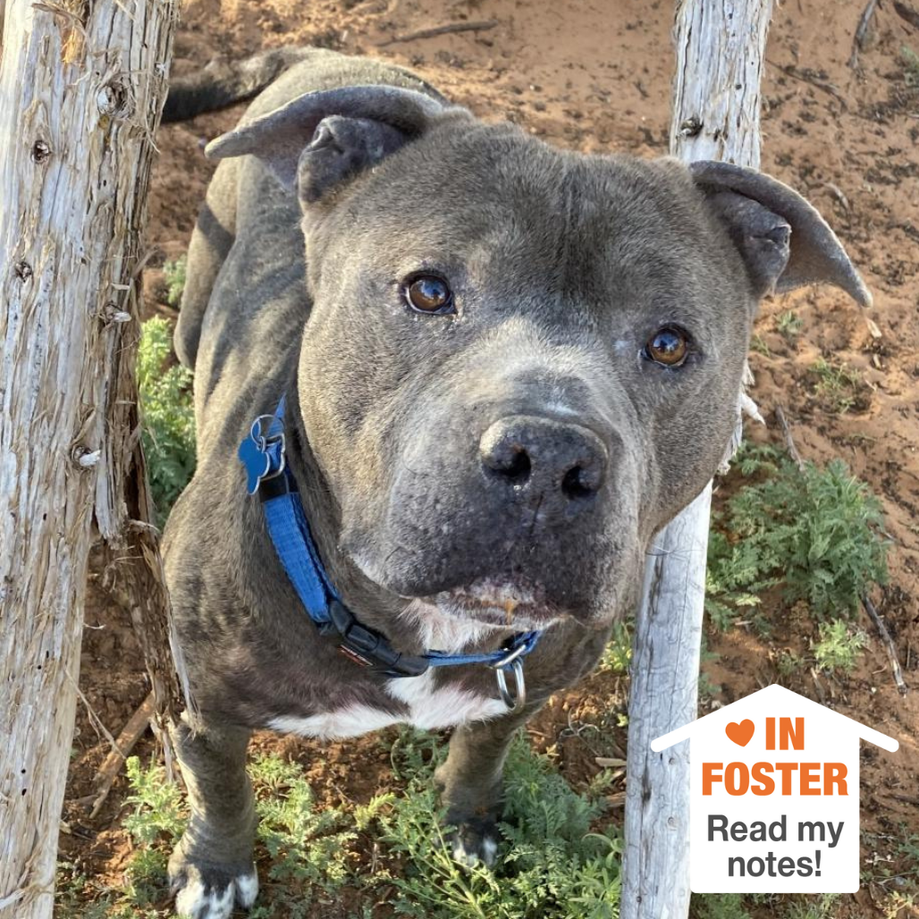 Hello my name is Fender