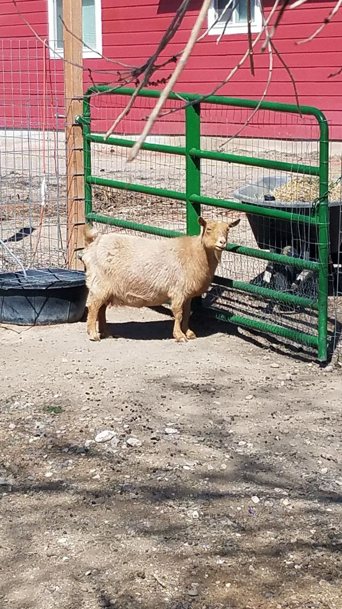 Registered Nigerian Goats