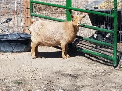 Registered Nigerian Goats