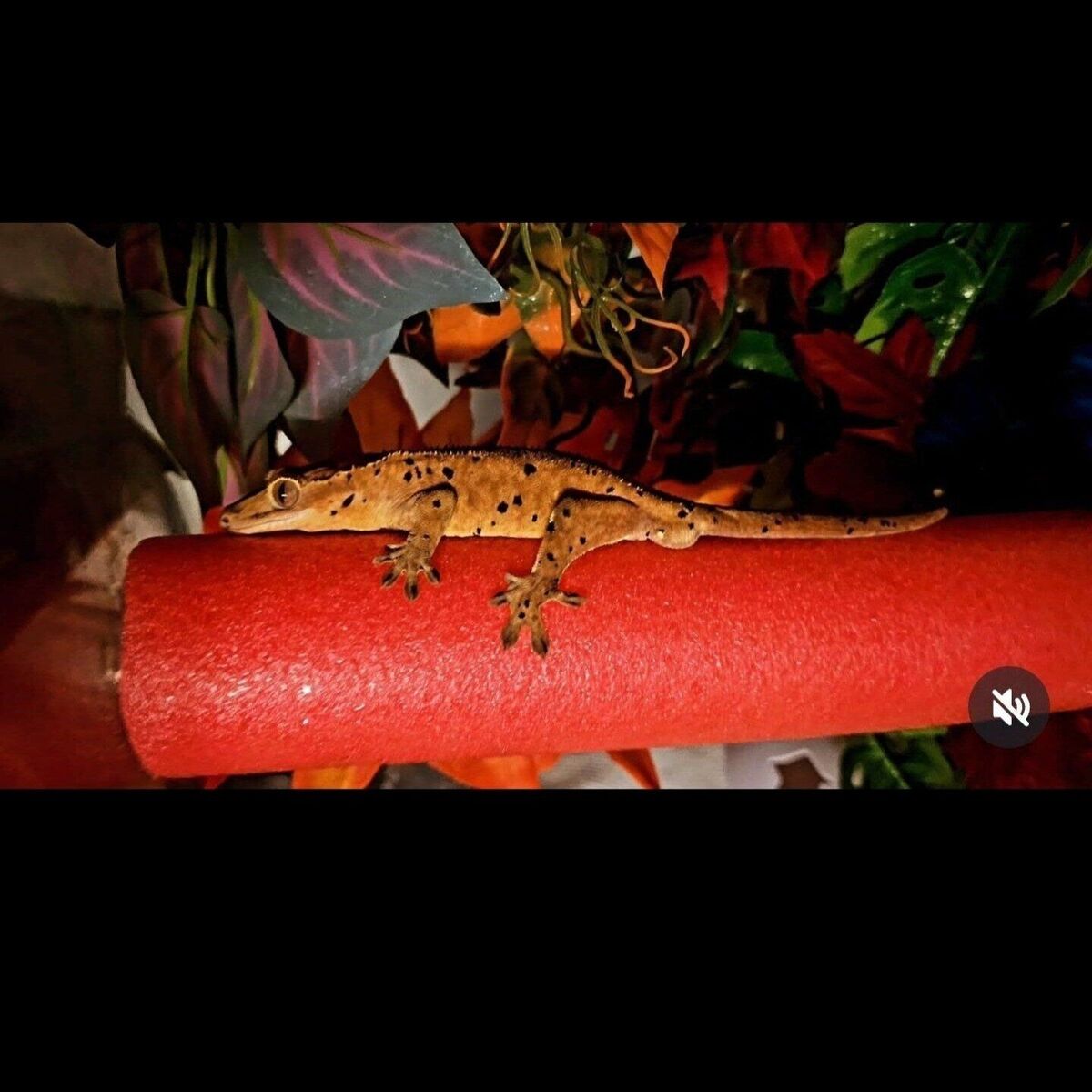 Make an offer - read ad.