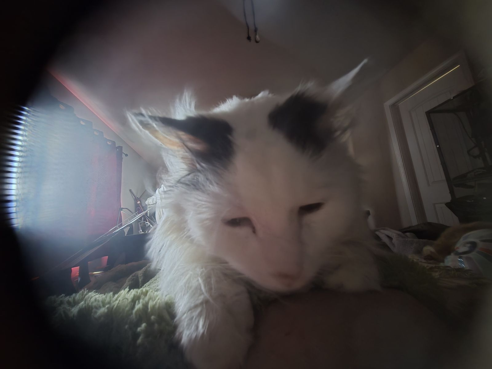 Rehoming Cats - Ollie & Mochi
