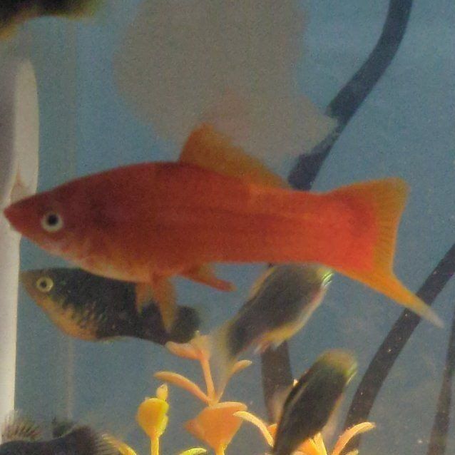 Male Red Velvet Swordtaill