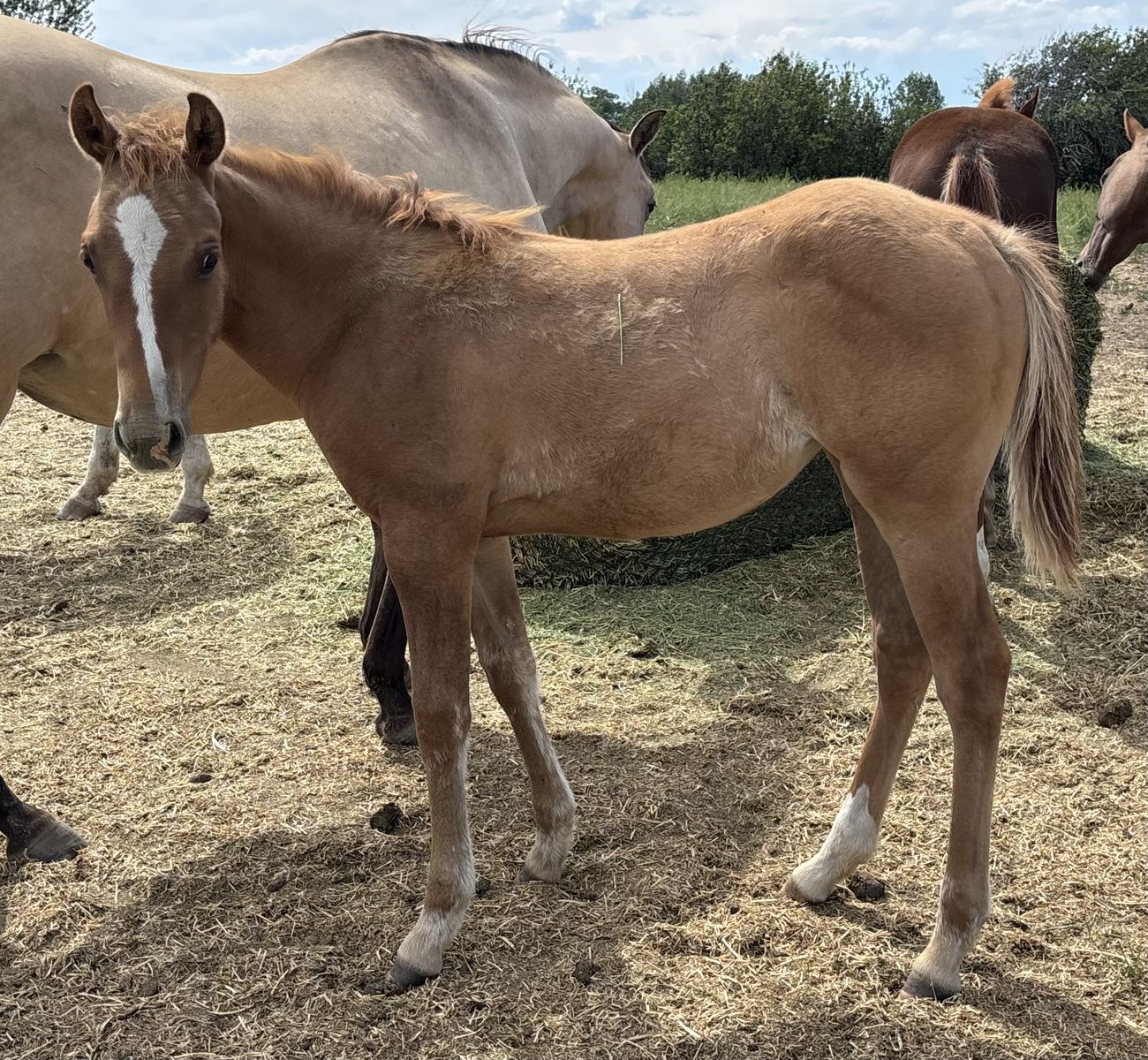 2026 Red Dun AQHA Registered Filly "Dream"