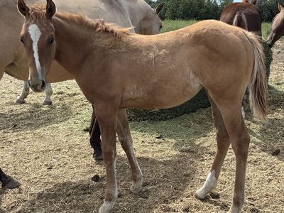 2026 Red Dun AQHA Registered Filly "Dream"
