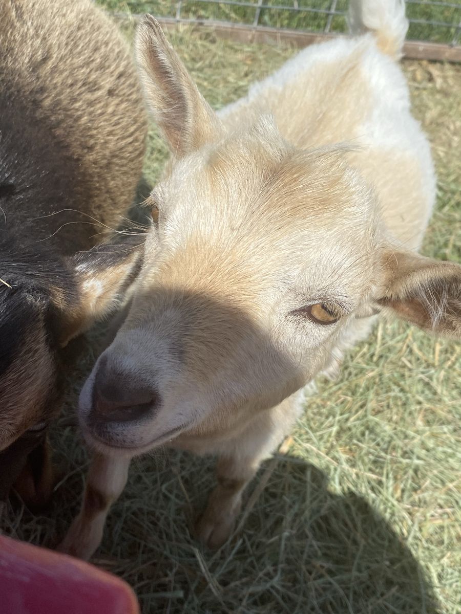 Nigerian Dwarf wether