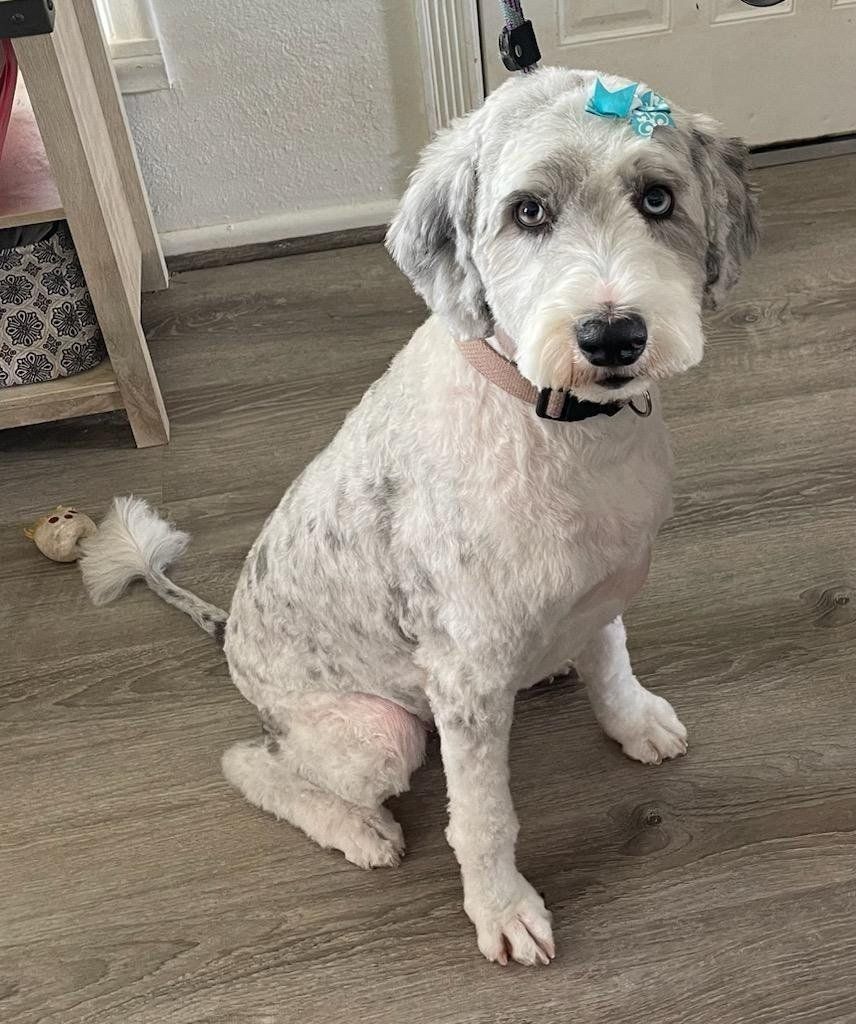 F1 Sheepadoodle for rehoming