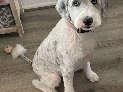 F1 Sheepadoodle for rehoming