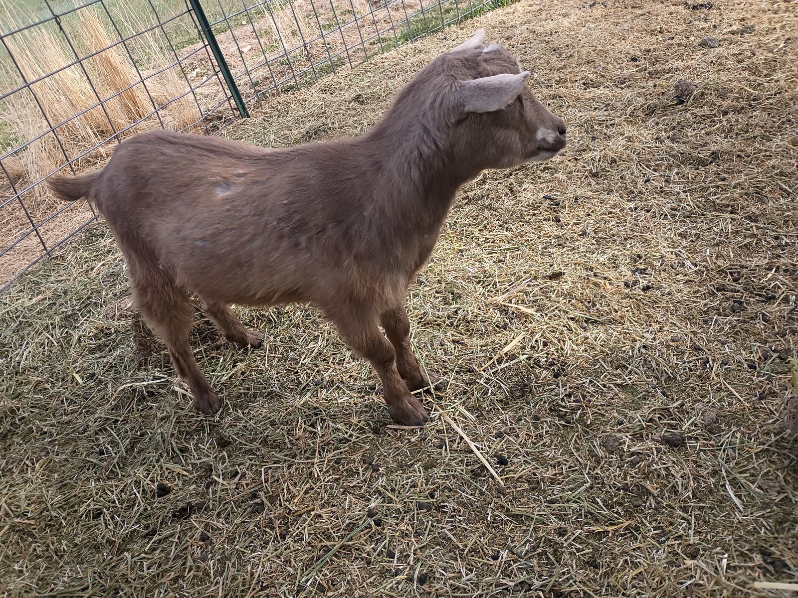 ADGA Nigerian Dwarf Doeling