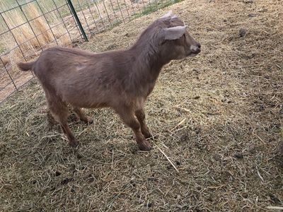 ADGA Nigerian Dwarf Doeling