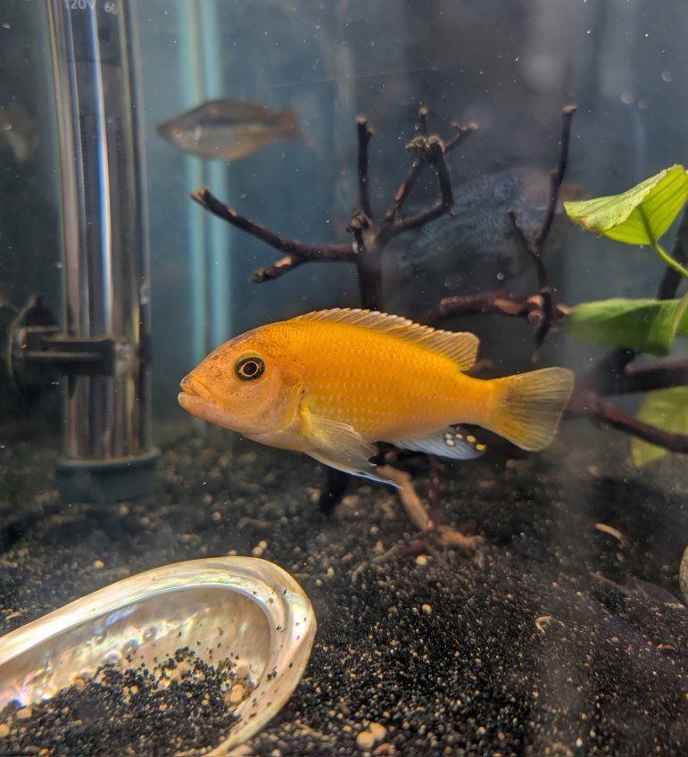 Red Zebra African Cichlid