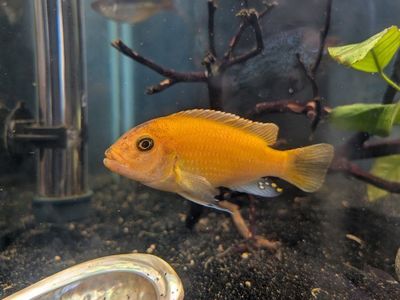 Red Zebra African Cichlid