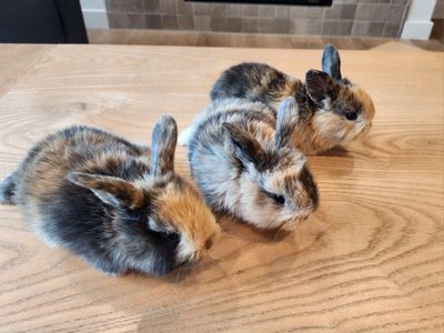 Beautiful rescue baby bunnies ready for their loving home!