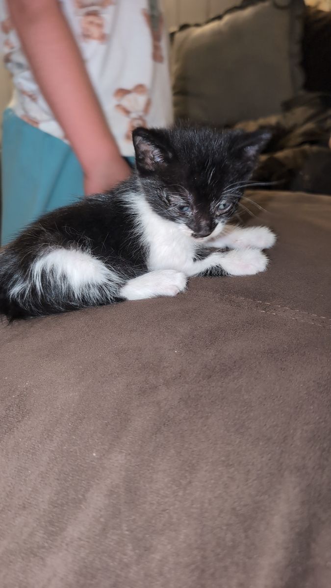 Hurt baby kitten who needs help
