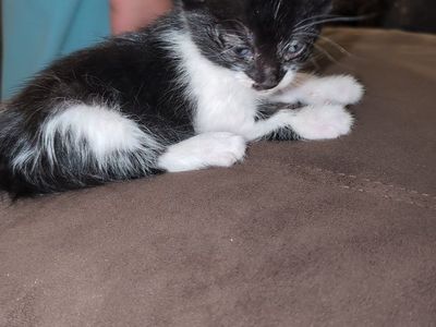 Hurt baby kitten who needs help