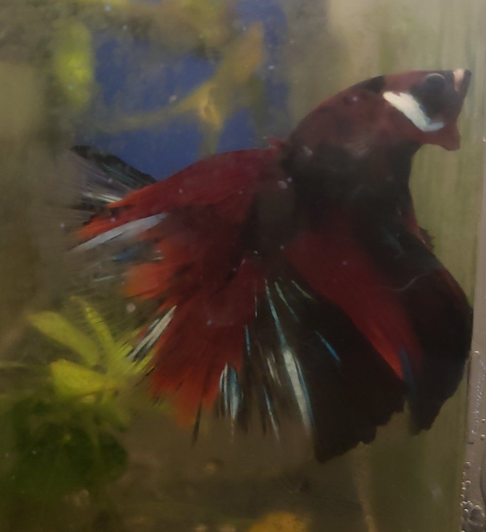 Beautiful Male and female Betta Fish - Vibrant Red, Black, and Blue.