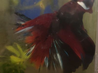 Beautiful Male and female Betta Fish - Vibrant Red, Black, and Blue.