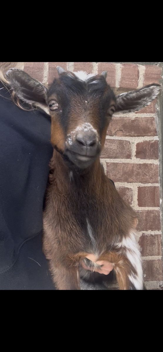 Baby Pigmy/fainting Goat