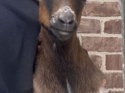 Baby Pigmy/fainting Goat