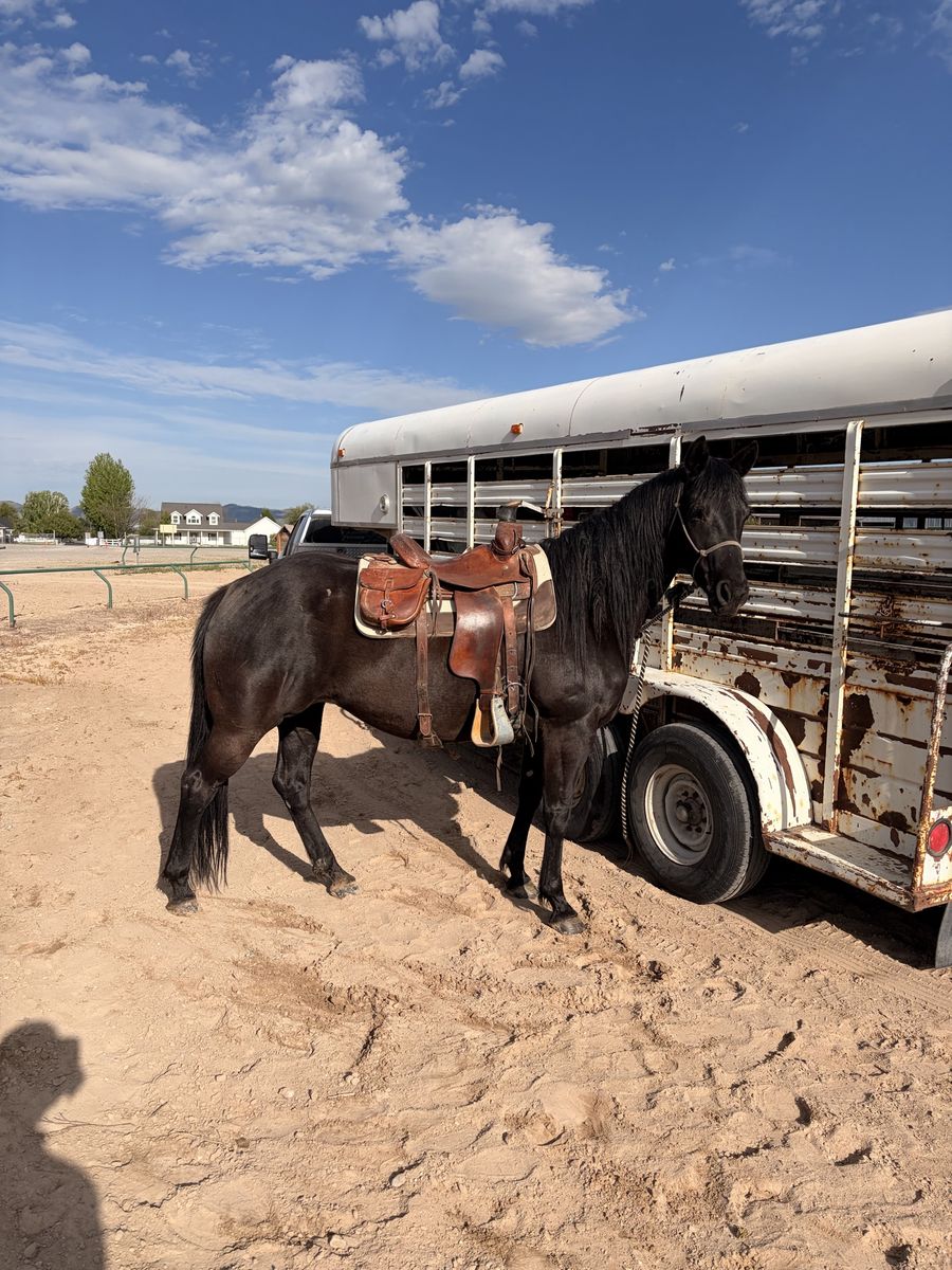 Beautiful AQHA mare