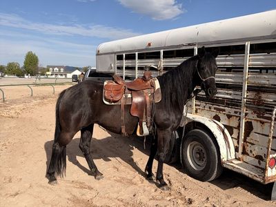 Beautiful AQHA mare