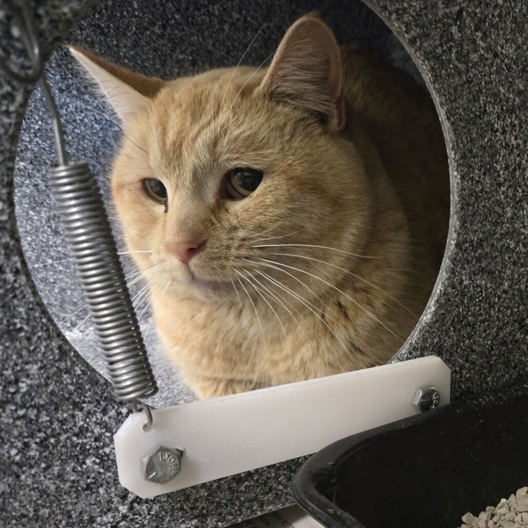 Hello my name is Cucumber