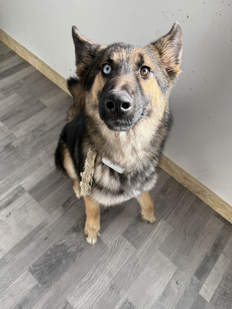 German Shepard Husky Mix