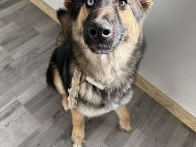 German Shepard Husky Mix