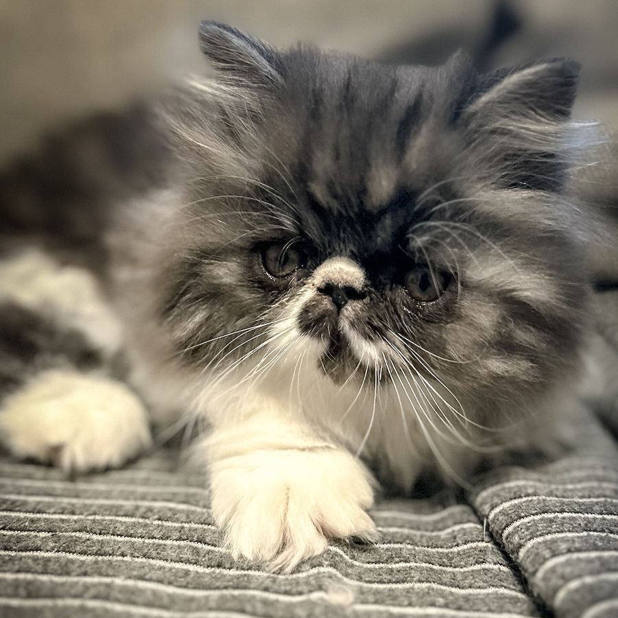 Sweet Persian Kitten