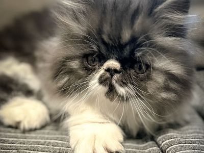 Sweet Persian Kitten