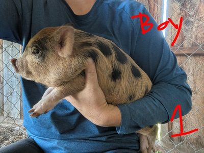 2 month old Juliana piglets
