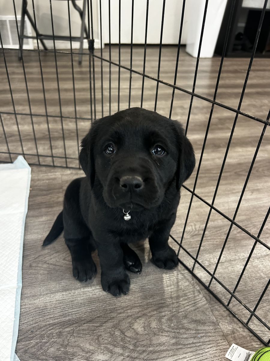 PUPPIES!!! AKC registered purebred lab pups